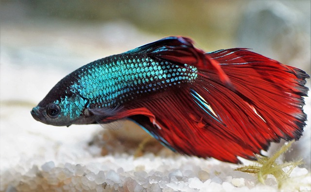 aquarium