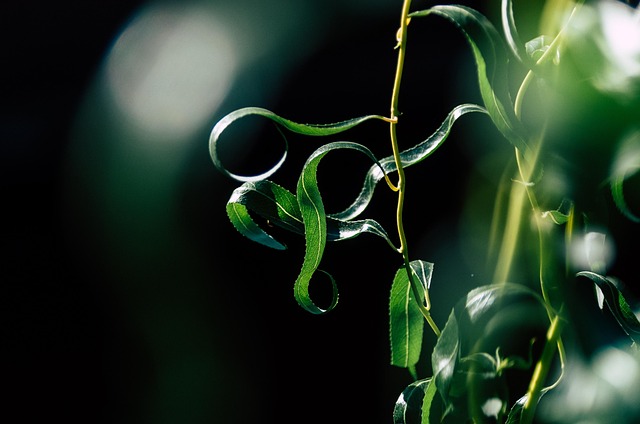 nature